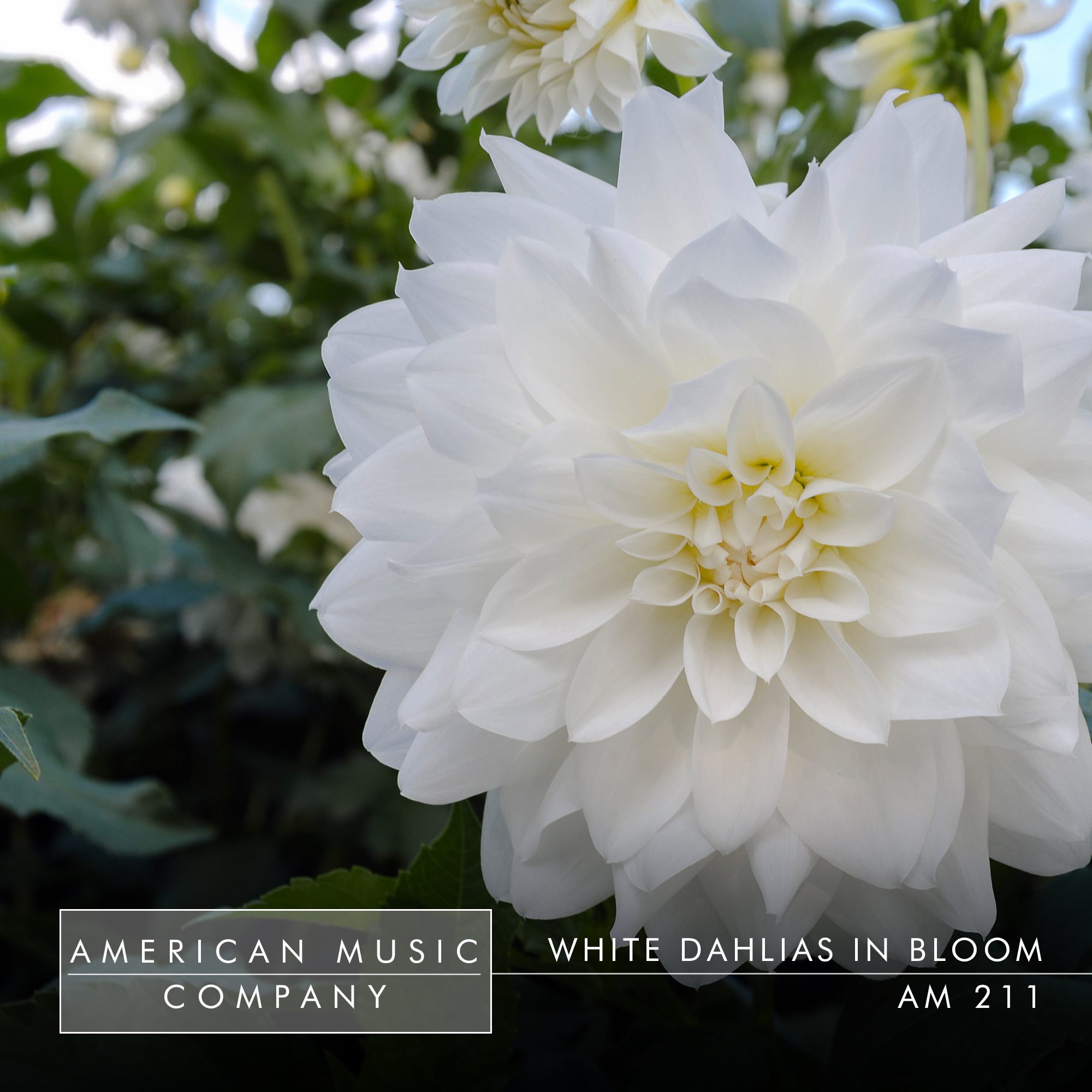 White Dahlias In Bloom